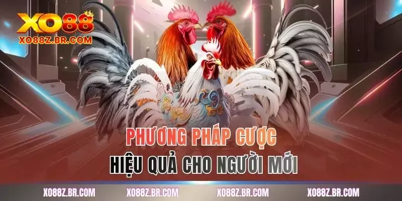 Phương pháp cược hiệu quả cho người mới